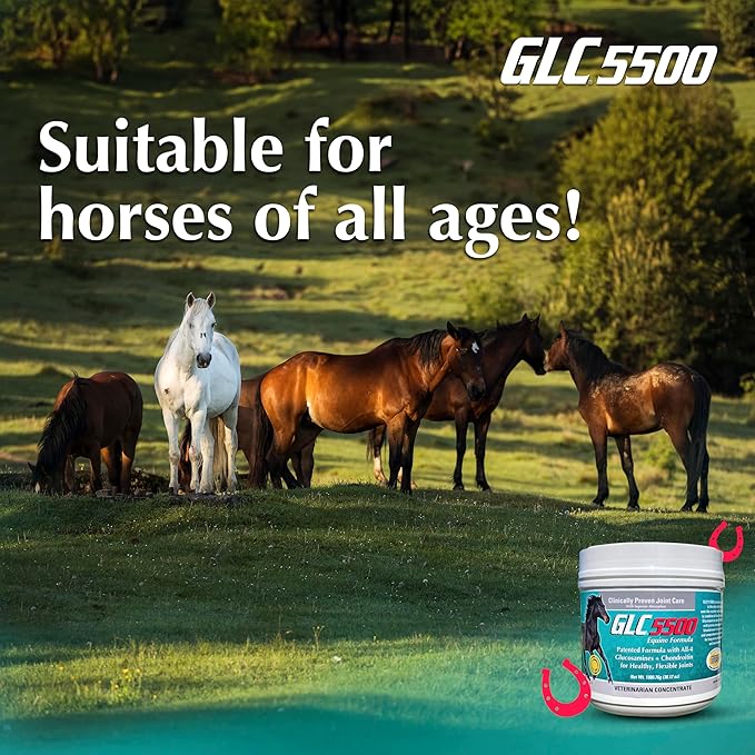 GLC 5500 Equine Formula - Glucosamine Chondroitin Joint Supplement for Horses - with All Four Types of Glucosamine for Healthy, Flexible Joints - 100% Pure Powder Concentrate - 38.12oz, 90 Day Supply