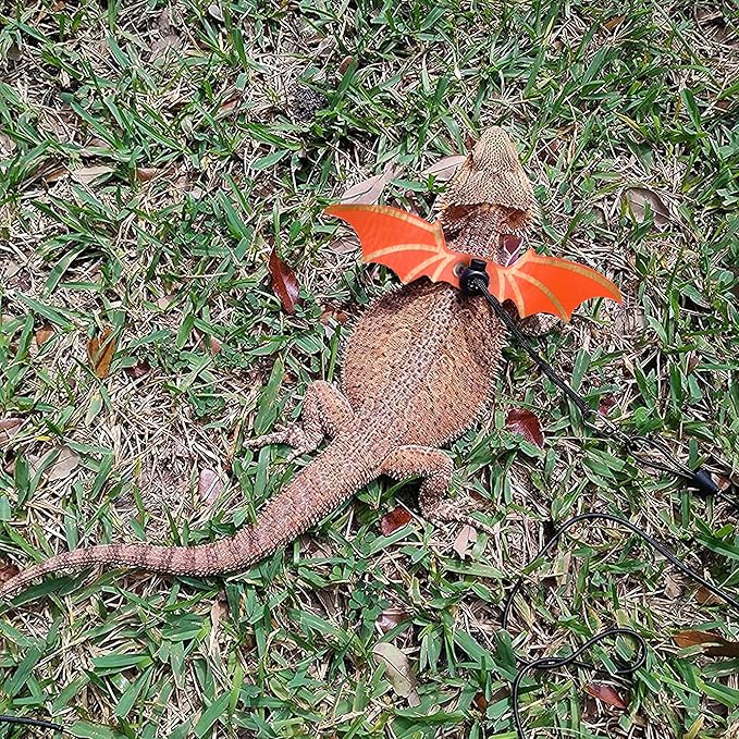 ADOGGYGO Bearded Dragon Leash Harness, 3 Size Pack Orange Leather Wing Lizard harness with Removable Lizard Leash for Bearded Dragon Lizard Reptiles (Orange)