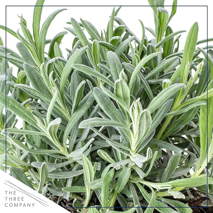 Live Aromatic and Healthy Herbs - Assorted Varieties (4 Per Pack) - Lemon Verbena, Eucalyptus, Mint, Lemon Balm - 6" Tall by 3" Wide in 1 Pint Pot