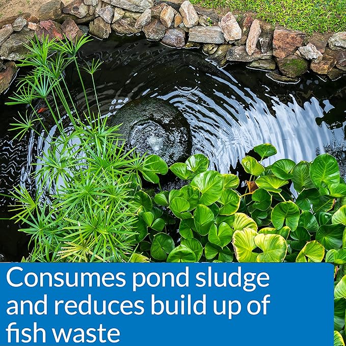 API Pond Water Test Kit (500-Test) and Pond Cleaner with Natural Bacteria and Barley