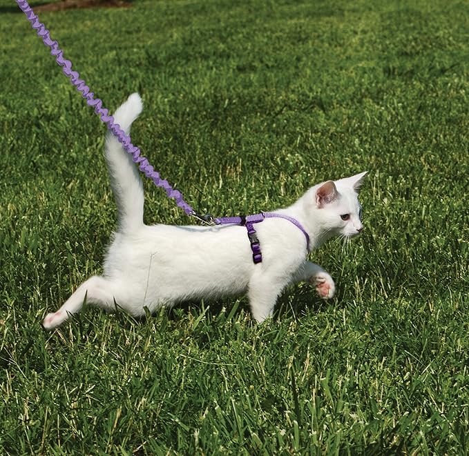 PetSafe Come with Me Kitty Harness and Bungee Leash, Harness for Cats, Small, Lilac/Bright Purple