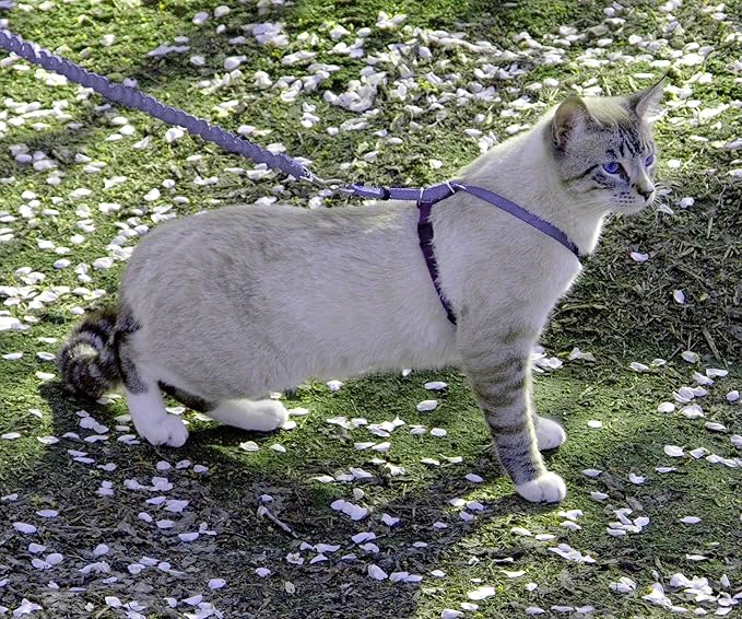 PetSafe Come with Me Kitty Harness and Bungee Cat Leash, Medium, Lilac